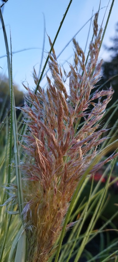 cudowny kwiatostan trawy SILVER GOBLIN